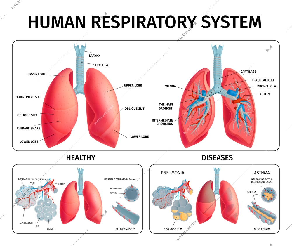 Human respiratory system anatomy physiology pathology lung diseases pneumonia asthma medical educative infochart infographic banners vector illustration