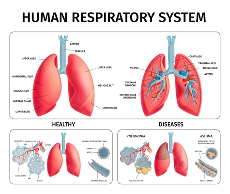 Human respiratory system anatomy physiology pathology lung diseases pneumonia asthma medical educative infochart infographic banners vector illustration