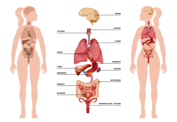 Internal human organs infographic with womans body and internal organs from brain to reproductive system descriptions vector illustration
