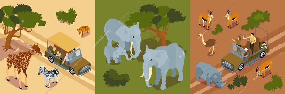 Isometric safari design concept with images of wild elephants giraffe and zebras with tourists on cars vector illustration