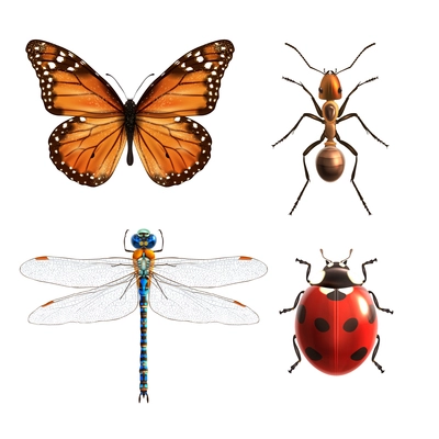 Insects realistic colored decorative icons set with ladybug dragonfly ant butterfly isolated vector illustration