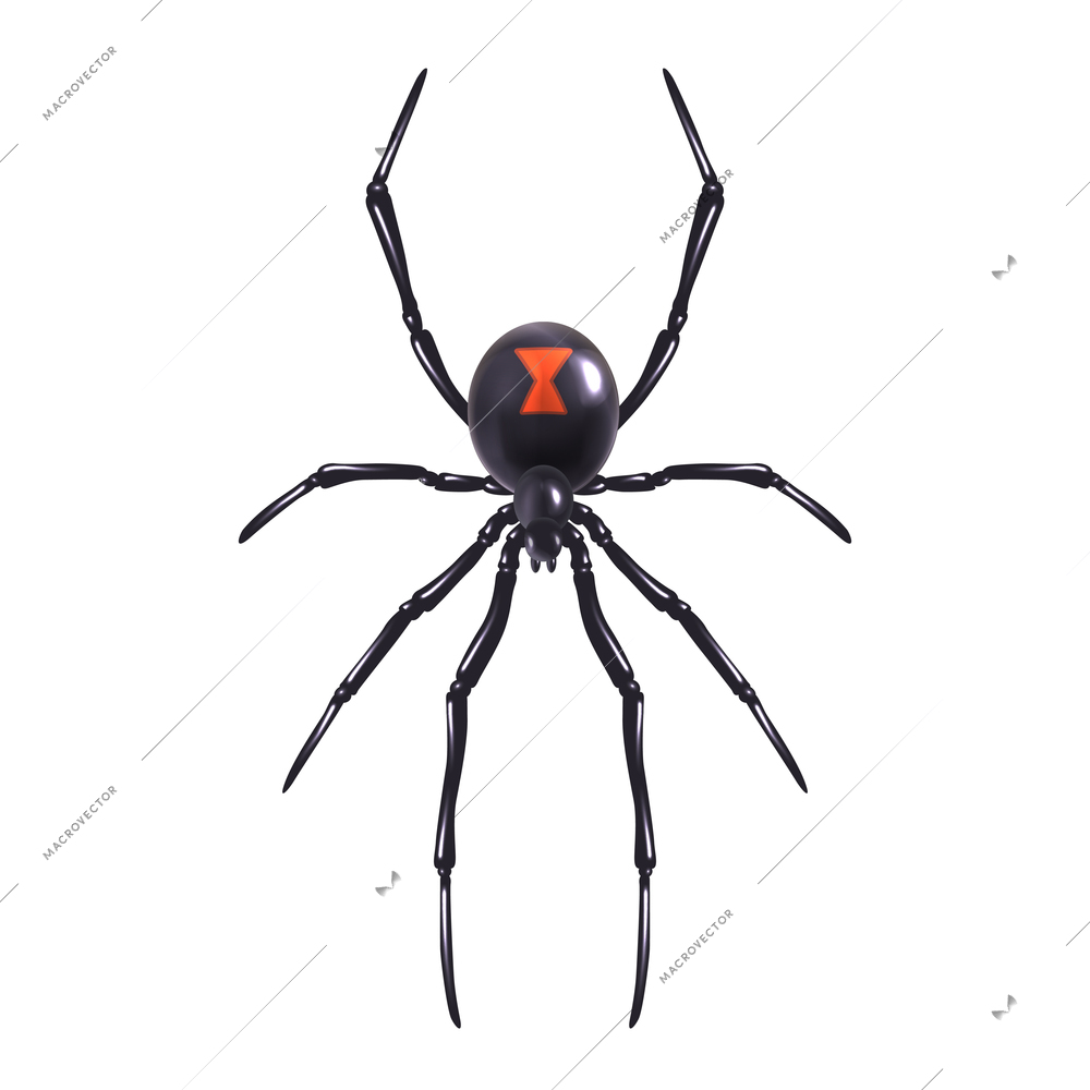 Insect realistic poisonous spider isolated on white background vector illustration