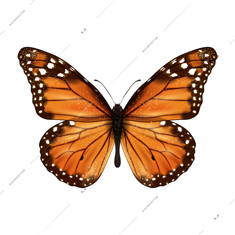 Insects realistic colored butterfly isolated on white background vector illustration