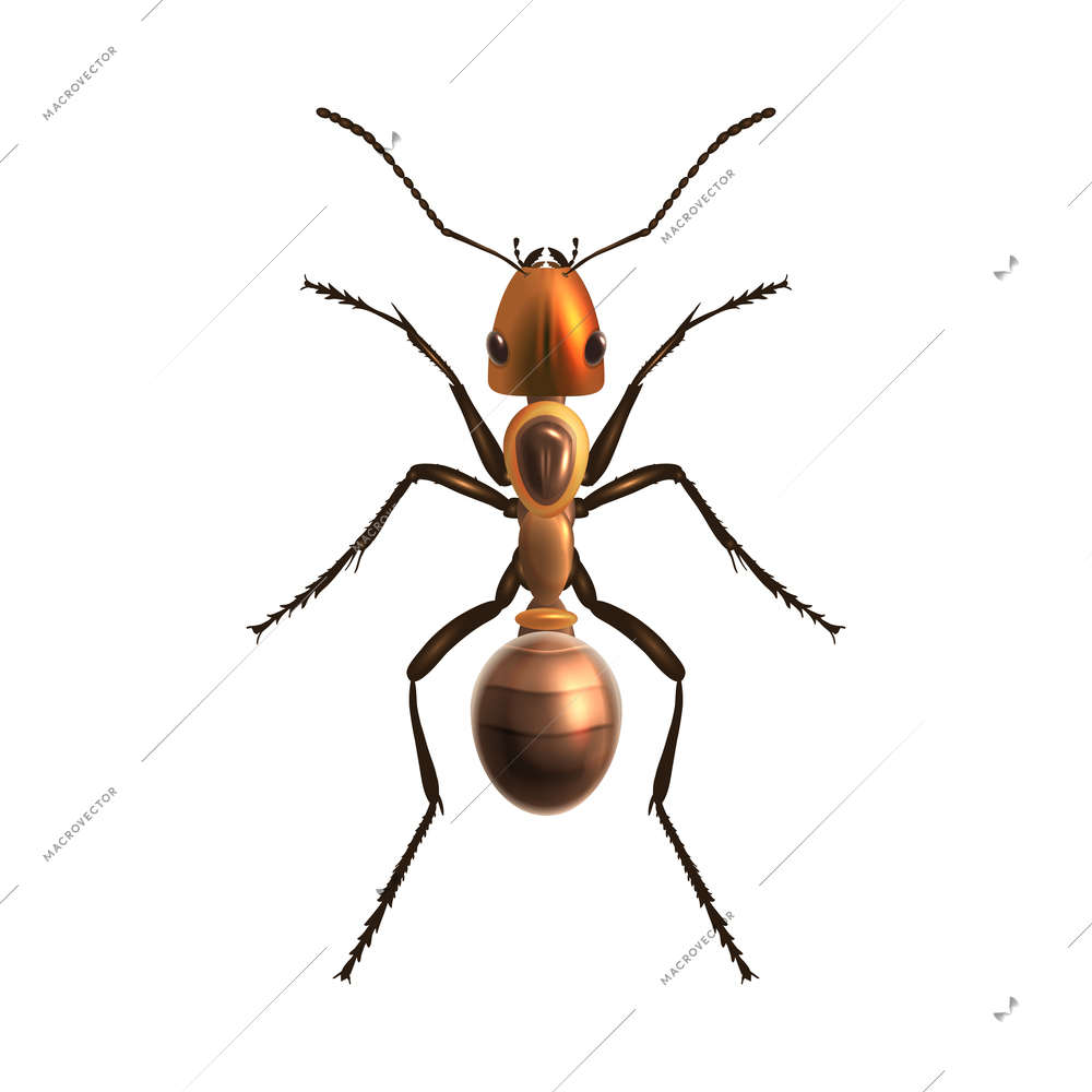 Insect realistic ant isolated on white background vector illustration