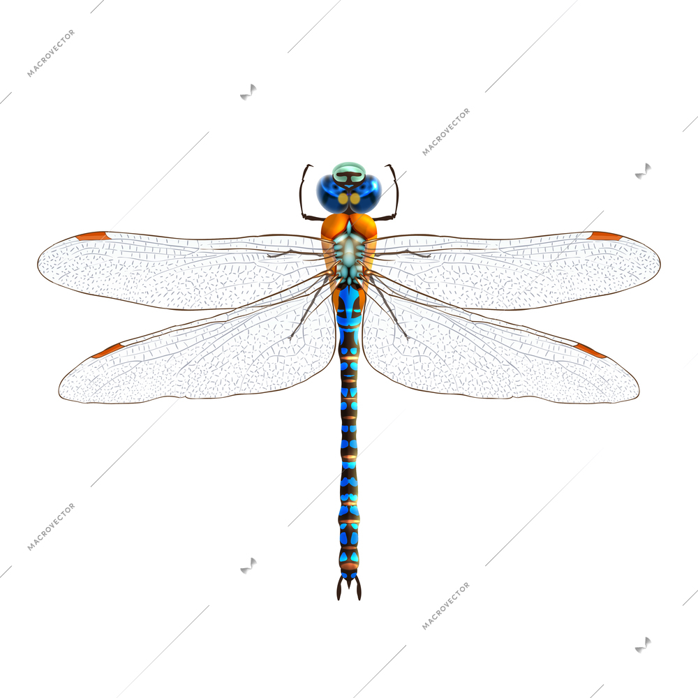 Insect realistic dragonfly isolated on white background vector illustration