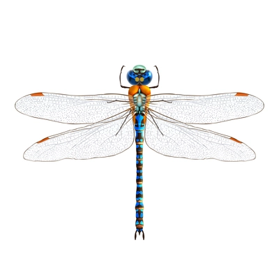Insect realistic dragonfly isolated on white background vector illustration