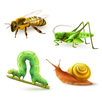 Insects realistic colored decorative icons set with wasp grasshopper caterpillar snail isolated vector illustration