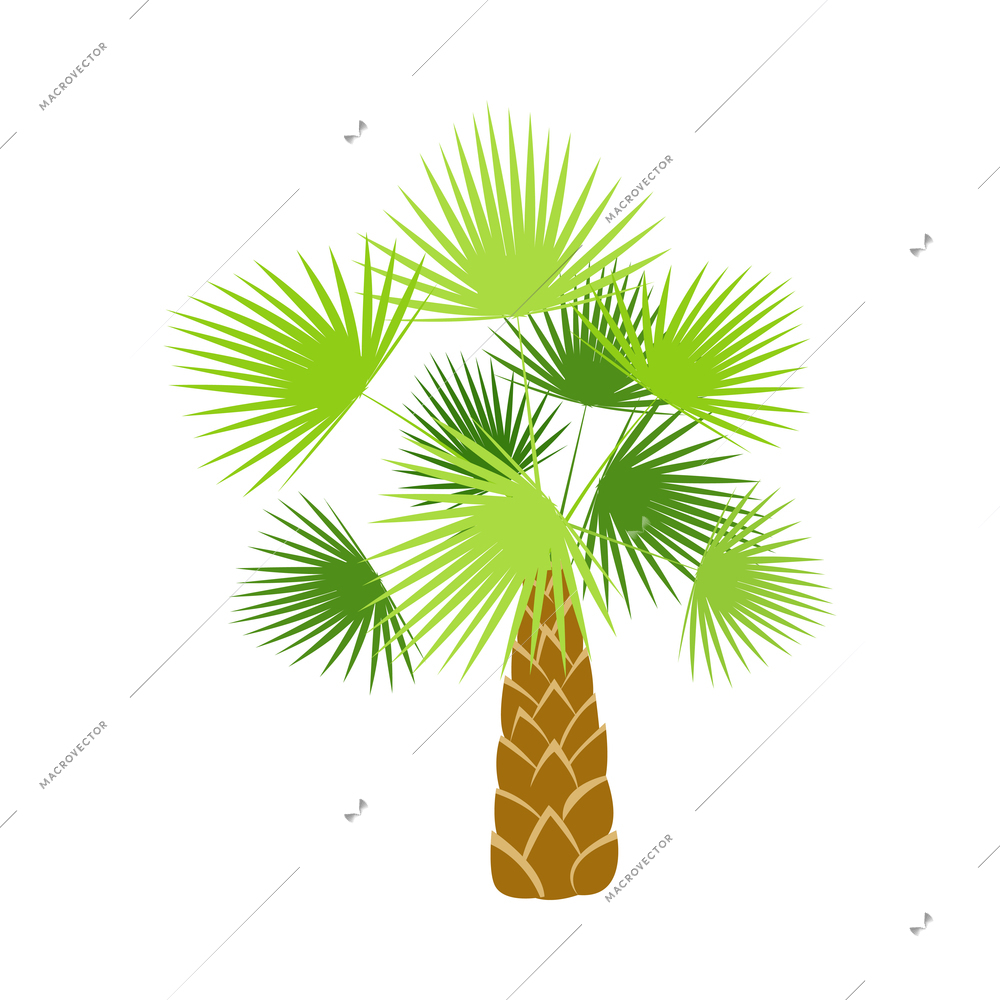 Palm tree composition with isolated image of colorful tropical plant with leaves on blank background vector illustration
