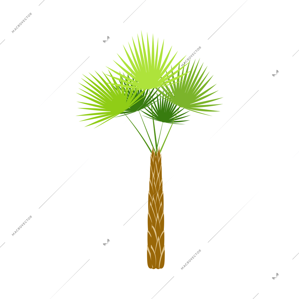 Palm tree composition with isolated image of colorful tropical plant with leaves on blank background vector illustration