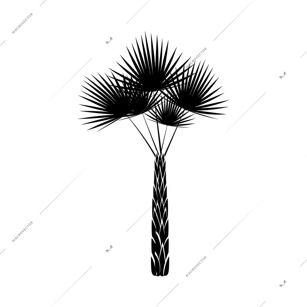 Palm tree composition with isolated black and white image of tropical plant on blank background vector illustration