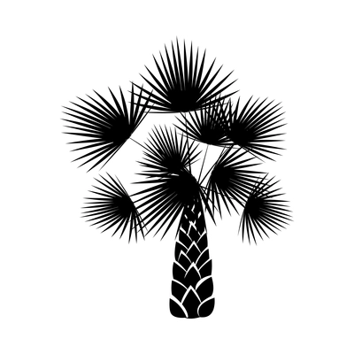 Palm tree composition with isolated black and white image of tropical plant on blank background vector illustration