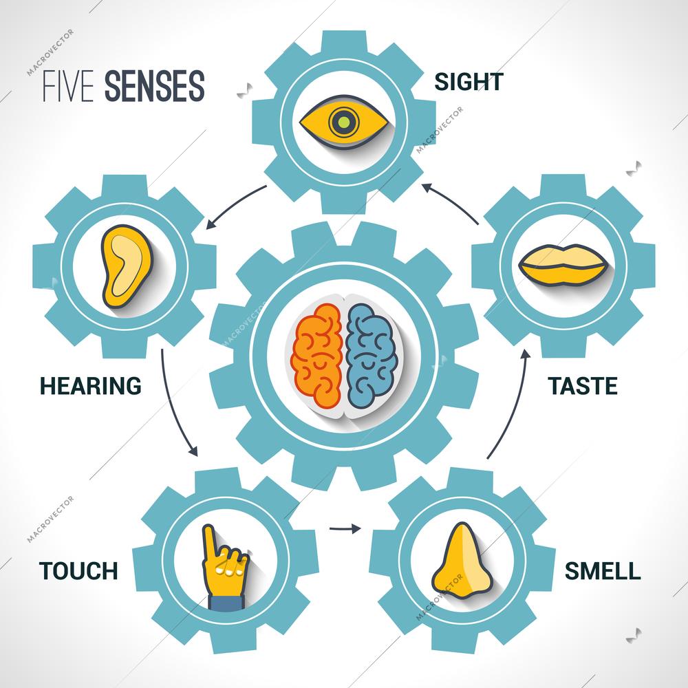 Five senses concept with human organs icons and brain in cogwheels vector illustration.