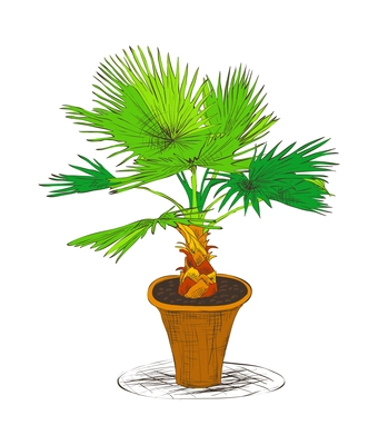 Office plant composition with isolated sketch style image of exotic decorative plant in pot on blank background vector illustration