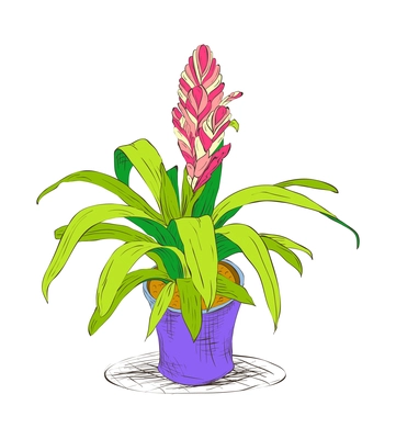 Office plant composition with isolated sketch style image of exotic decorative plant in pot on blank background vector illustration