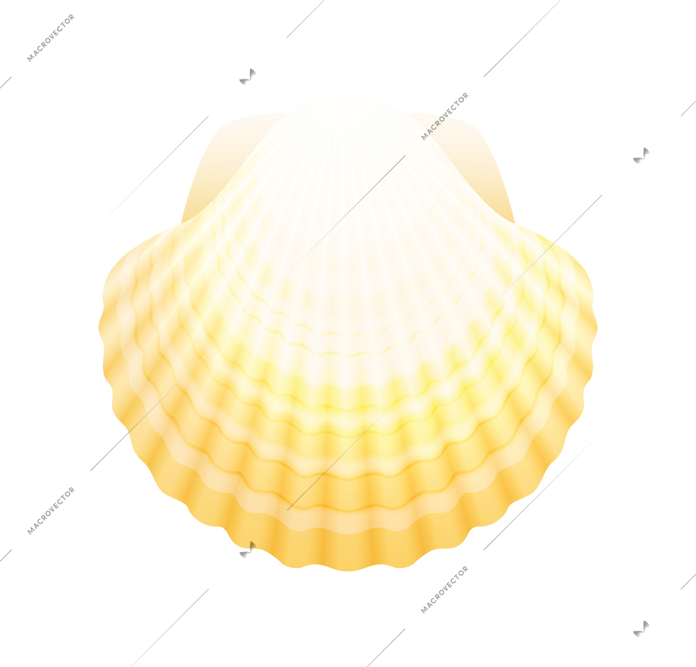 Seashells composition with isolated colorful image on blank background vector illustration