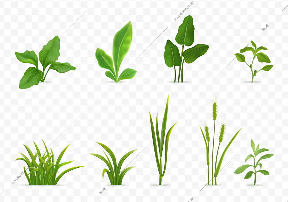 Decorative green grasses young cereal plants seedlings leaves realistic set transparent background isolated vector illustration