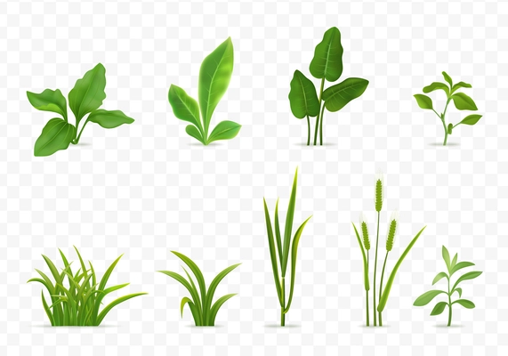 Decorative green grasses young cereal plants seedlings leaves realistic set transparent background isolated vector illustration