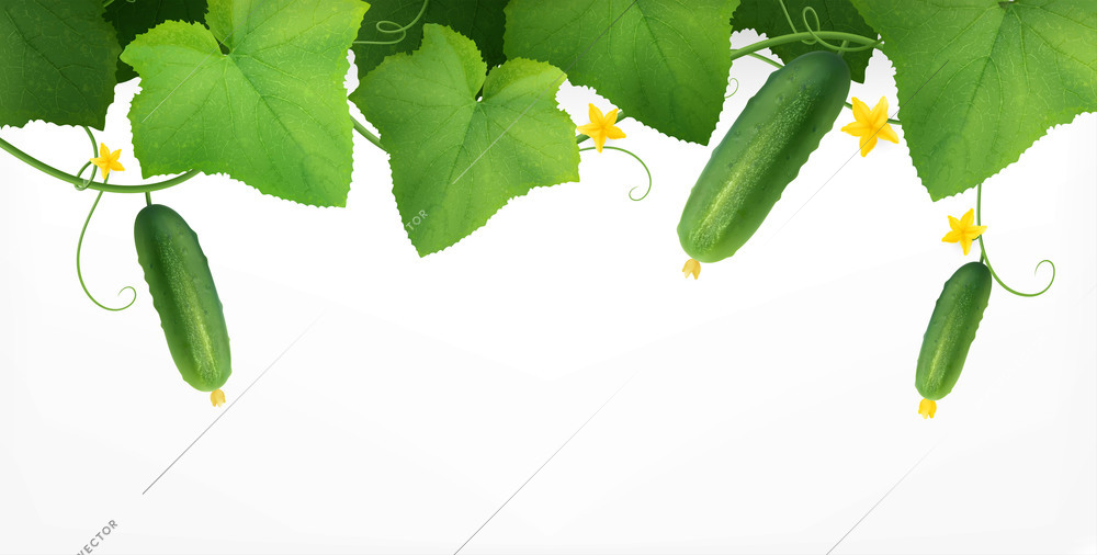 Cucumbers realistic composition with empty space and top view of cucumber plant with leaves and flowers vector illustration