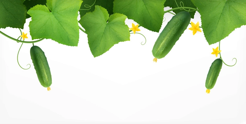 Cucumbers realistic composition with empty space and top view of cucumber plant with leaves and flowers vector illustration