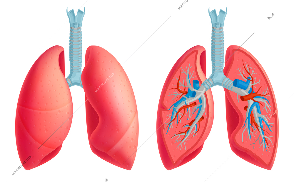 Human lungs anatomy medical educative  closeup image anterior blood vessels structure veins arteries set isolated vector illustration