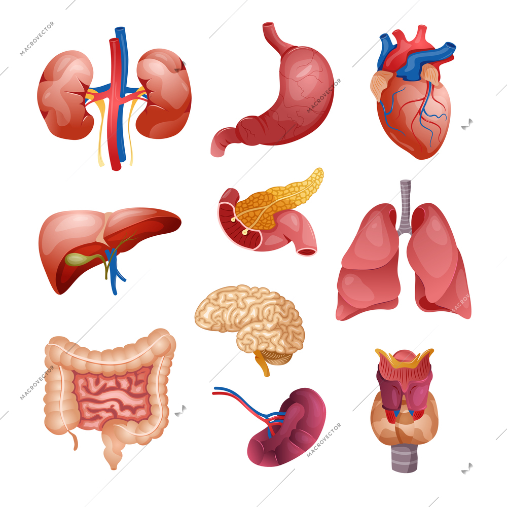 Internal human organs set with isolated icons of anatomic organs with colorful veins on blank background vector illustration