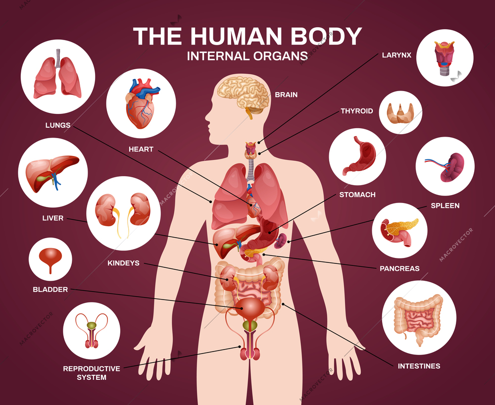 Internal human organs silhouette composition with human body internal organs headline and descriptions in circles vector illustration