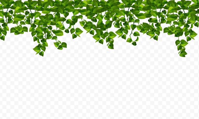 Color image of a hedge of house plants on a transparent background realistic vector illustration