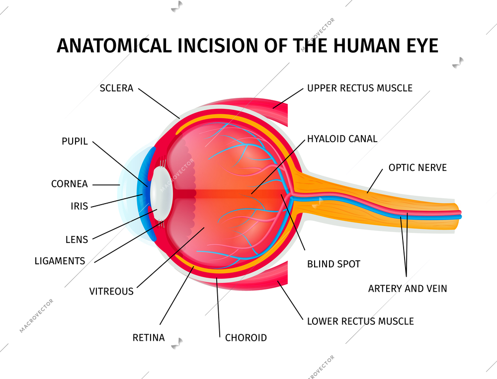 Human eyeball anatomy infographics incision with detailed medical inscription of  sections vector illustration