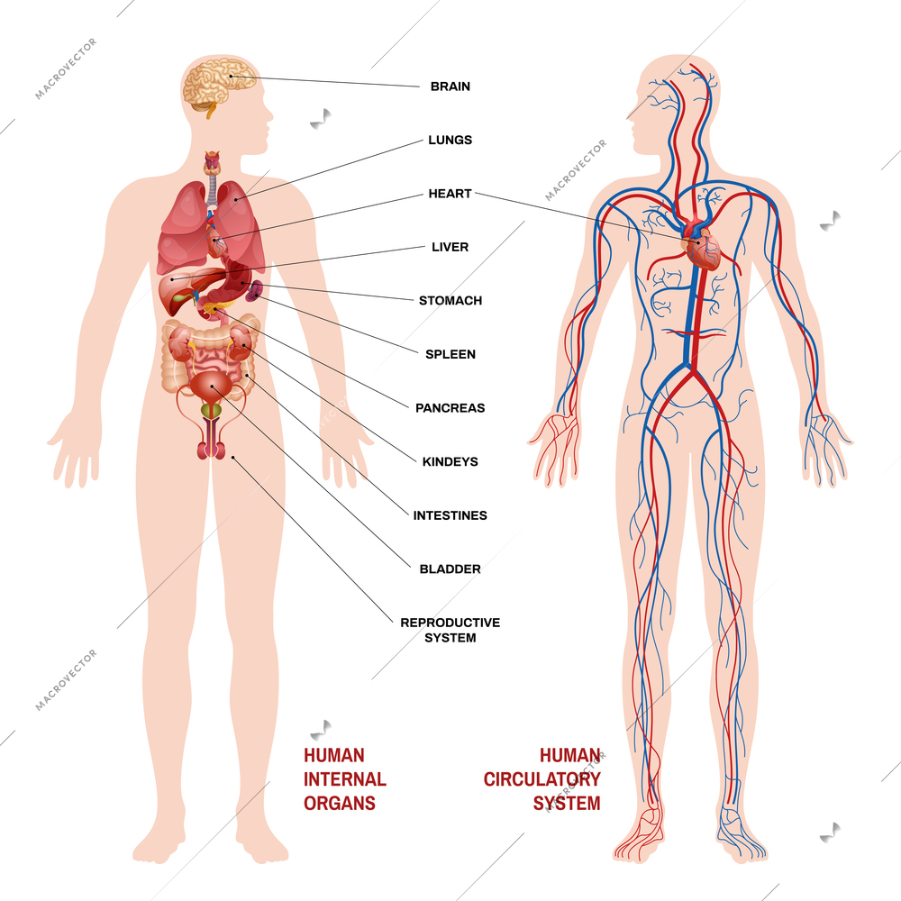 Internal human organs circulatory system scheme concept pointers for clarity with description of where the organ is located vector illustration