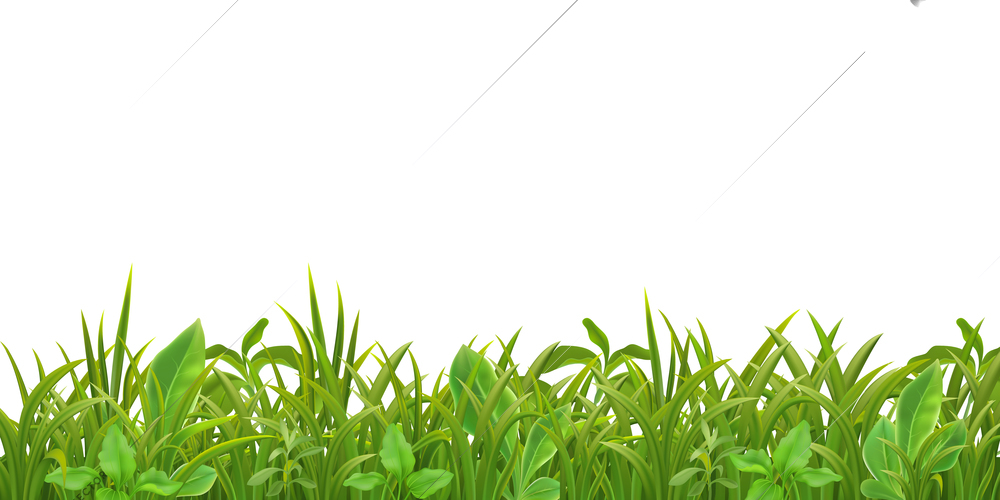 Grass herbs young plants seedlings green leaves decorative realistic seamless border pattern on white vector illustration