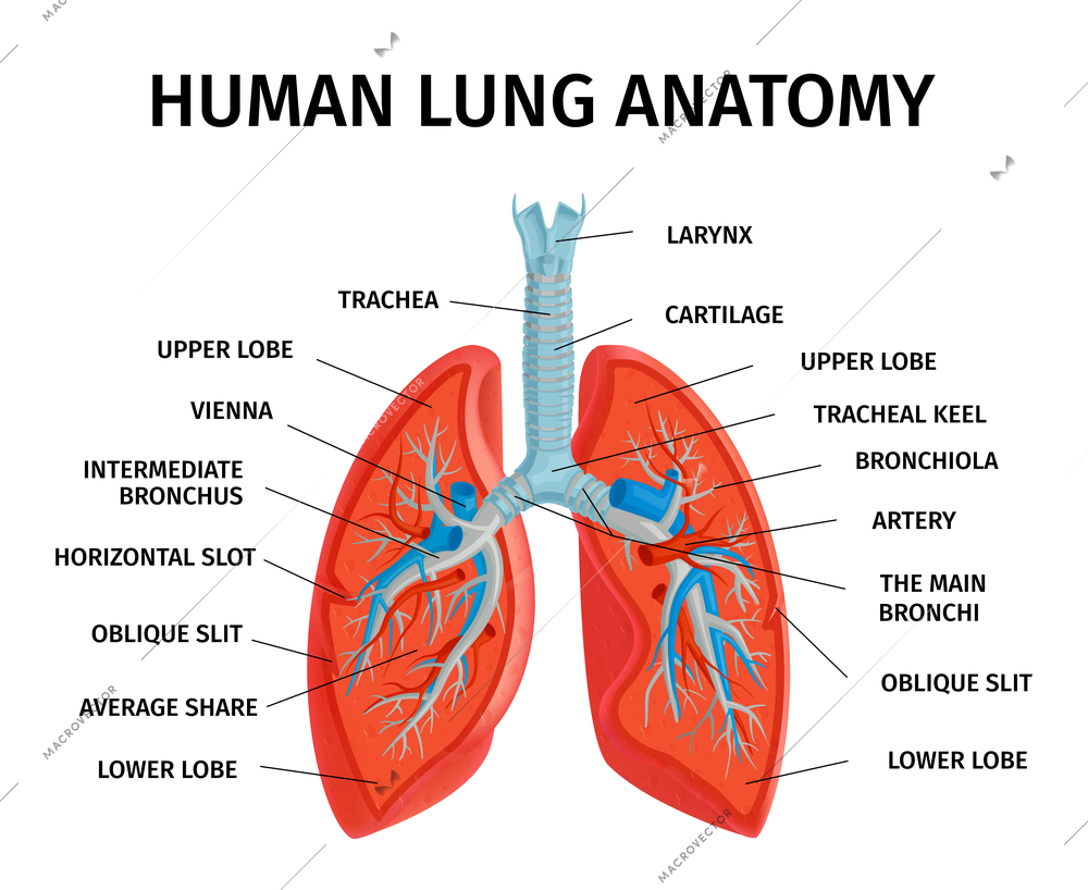 Human lung respiratory system anatomy diagram medical educational classroom reference info chart poster white background vector illustration