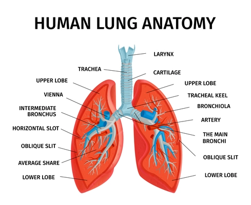 Human lung respiratory system anatomy diagram medical educational classroom reference info chart poster white background vector illustration