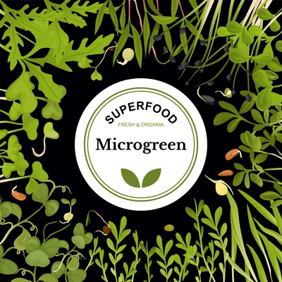 Colored microgreen frame with label in the middle and superfood fresh and organic headline vector illustration