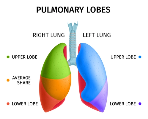 Human lung respiratory system upper lower lobes anatomy diagram educational colorful info chart medical poster vector illustration