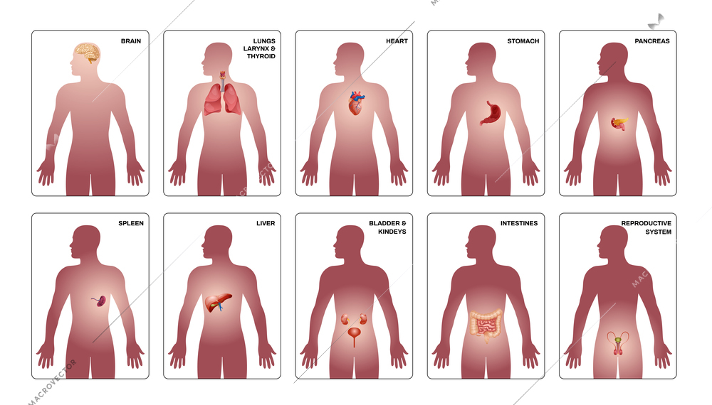 Internal human organs vertical composition set with heart stomach brain pancreas and other organs in human body vector illustration