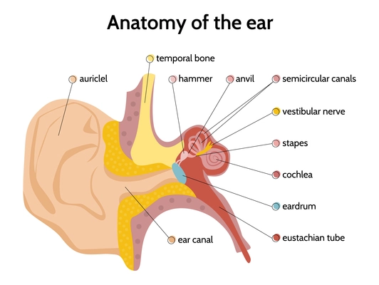 Ear anatomy infographics with flat images of internal ear structure with text captions and color code vector illustration