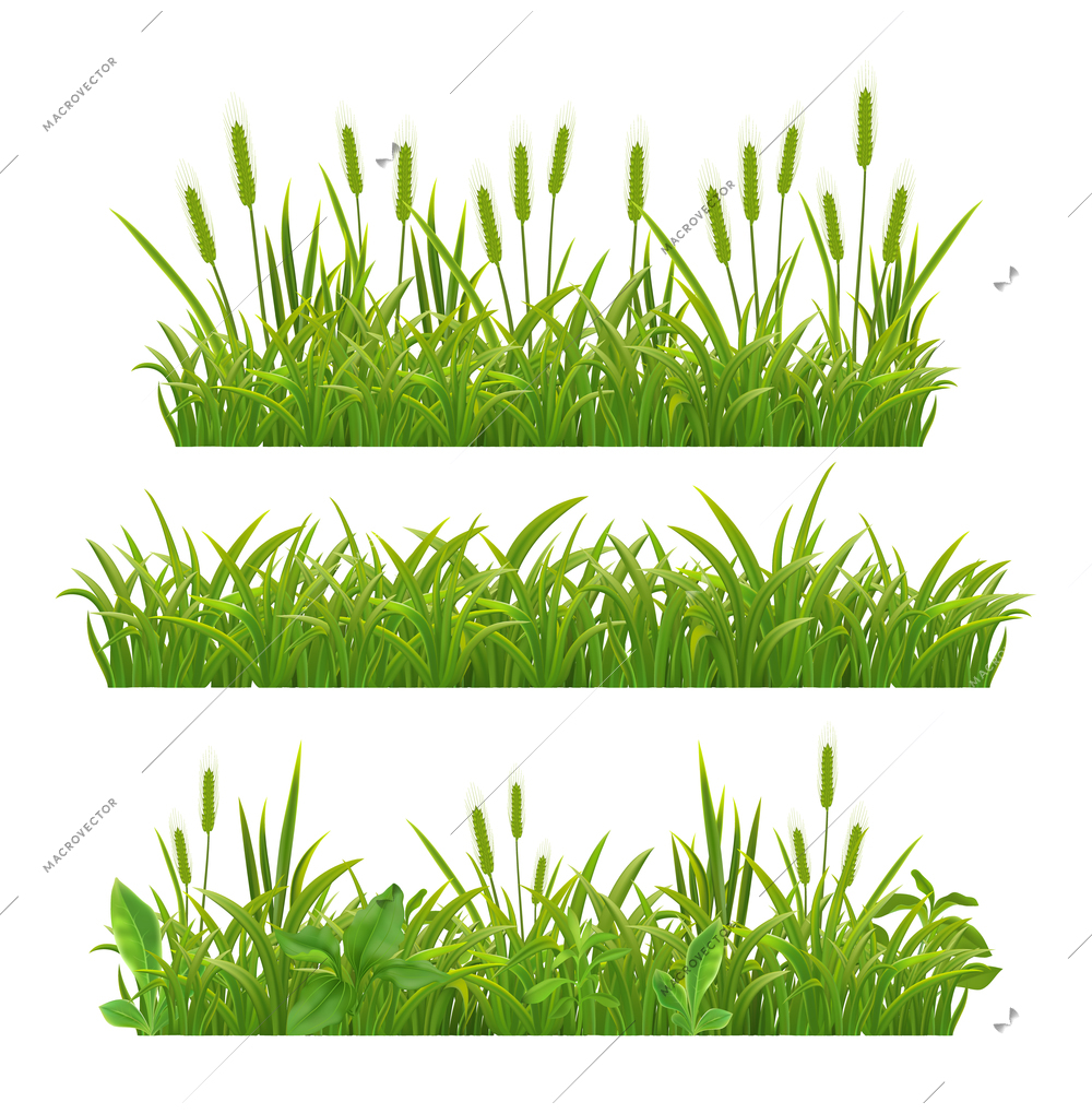 Grass young cereal plants spikes ears seedlings green leaves 3 realistic horizontal banners on white vector illustration