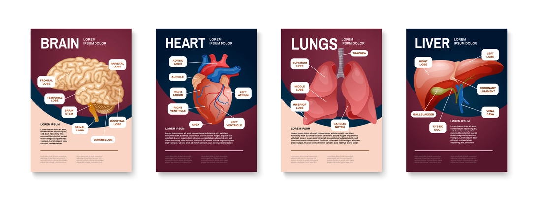 Internal human organs poster set with brain heart lungs and liver descriptions vector illustration