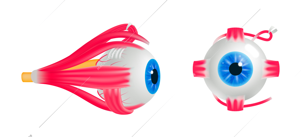 Colored ophthalmology poster with isolated front and side view of human eyeball on white background 3d vector illustration