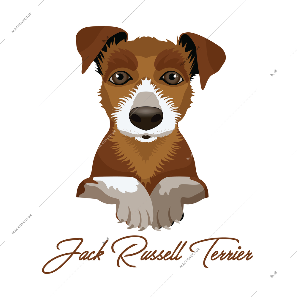 Colored adorable jack russel terrier puppy on white background flat vector illustration