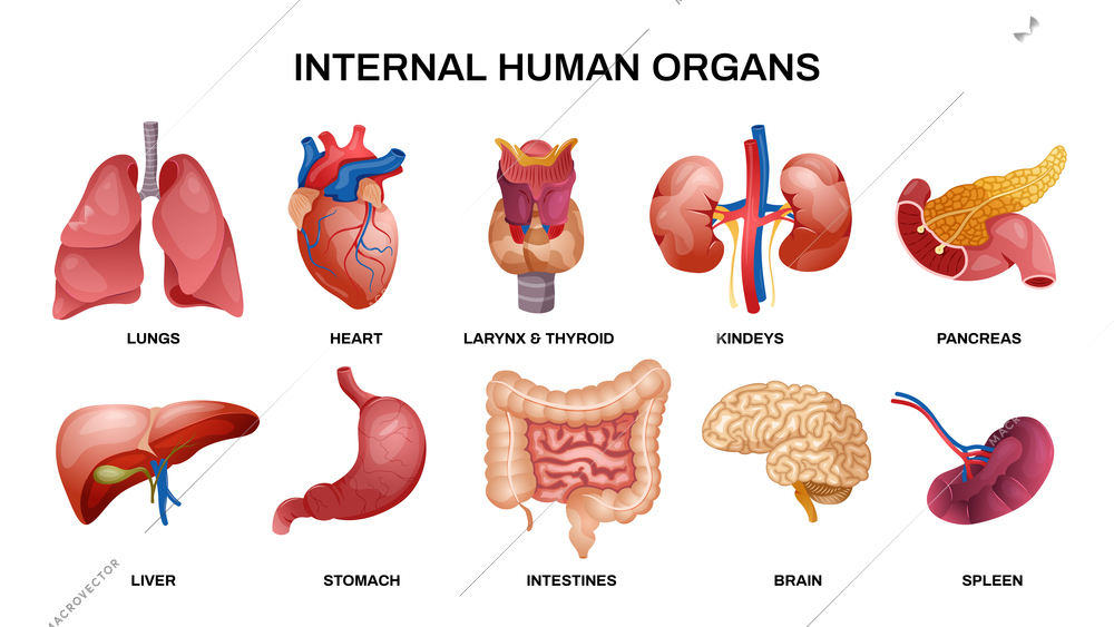 Internal human organs horizontal icon set with lungs heart kidneys pancreas liver stomach brain and other organs vector illustration