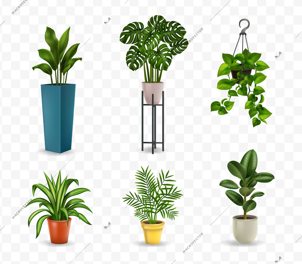 Isolated images of various house plants in pots on a transparent background realistic vector illustration