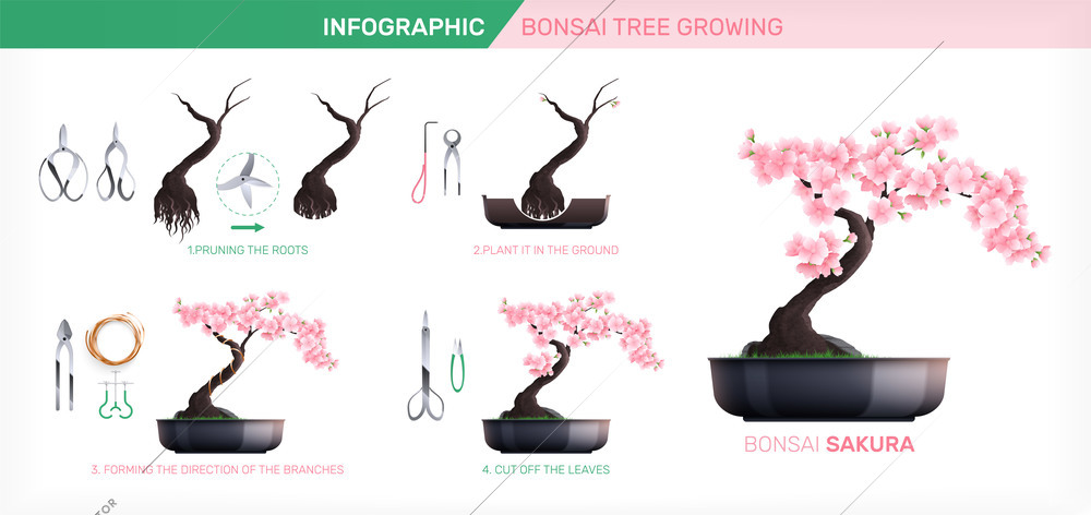 Flat infographics showing stages of bonsai sakura tree planting and growing and necessary tools vector illustration