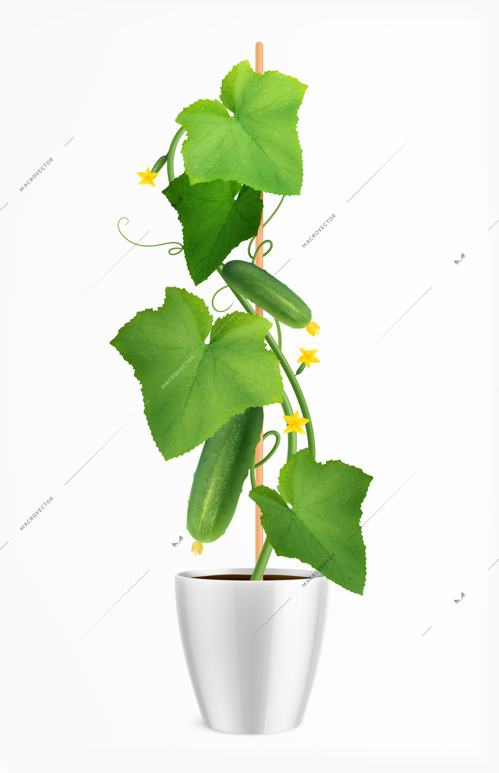 Realistic potted cucumber plant with green leaves ripe vegetables and flowers vector illustration