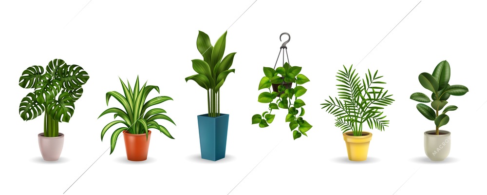 A set of color images of different house plants in pots of various shapes realistic vector illustration