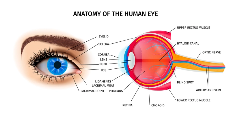 Human eye anatomy poster with eyelid and optic nerve symbols isometric vector illustration