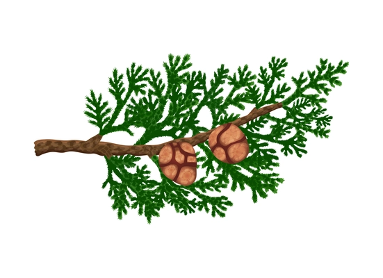 Conifer pine tree cone composition with colourful isolated image of coniferous twigs with fir needle foliage vector illustration