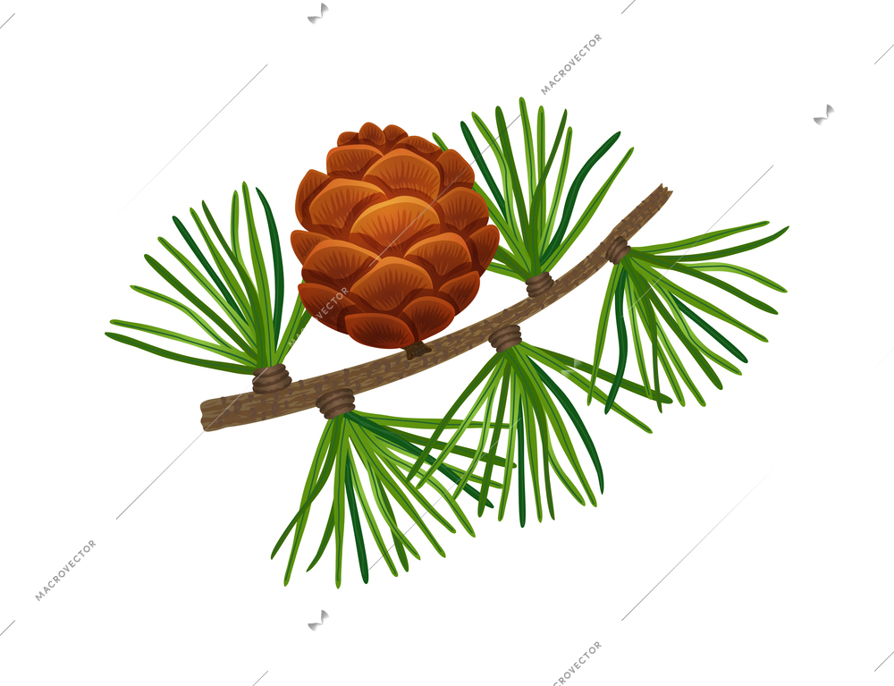 Conifer pine tree cone composition with colourful isolated image of coniferous twigs with fir needle foliage vector illustration