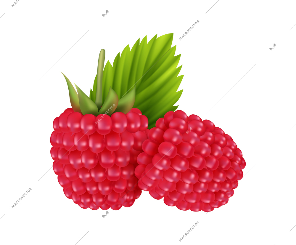 Berry fruit realistic composition with isolated colorful images of berries with ripe leaves vector illustration