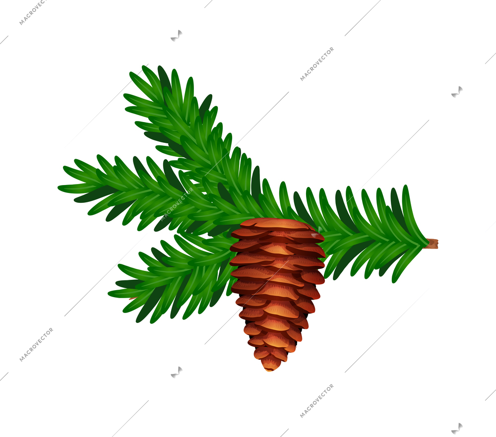 Conifer pine tree cone composition with colourful isolated image of coniferous twigs with fir needle foliage vector illustration